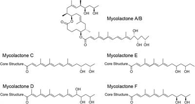 Buruli ulcer: The Efficacy of Innate Immune Defense May Be a Key Determinant for the Outcome of Infection With Mycobacterium ulcerans